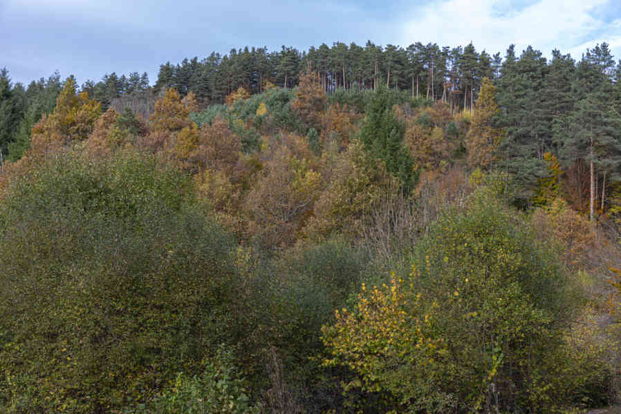 Comunidad Foral de Navarra 089 - Selva de Irati.jpg